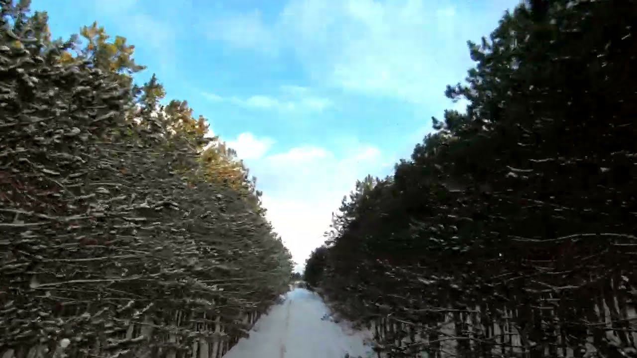 Полет в зимнем крымском лесу