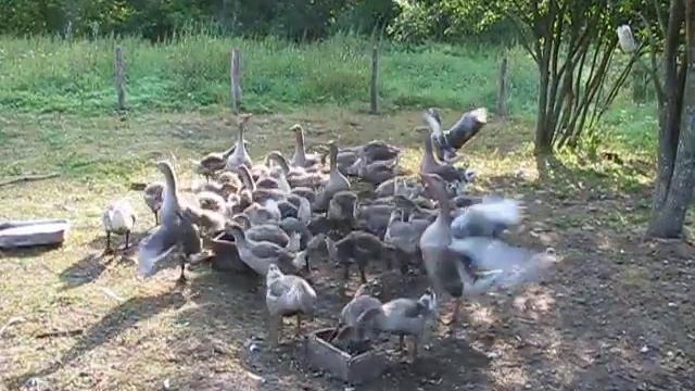 Гуси и гусята породы "Миргородская"