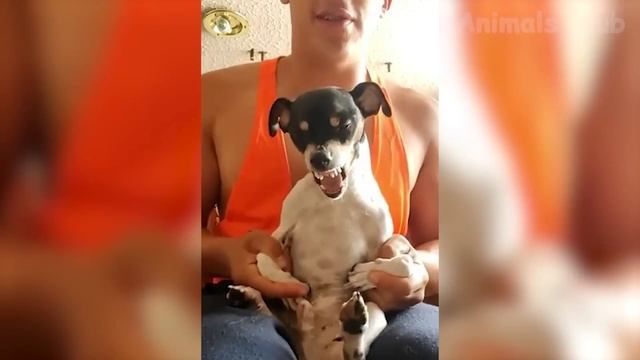 Best Funniest Animals Video of 2022 - Cute Cats and Funny Dogs Videos!