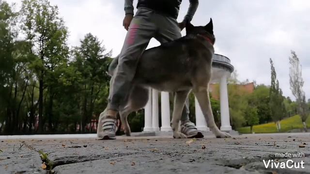 Ханда метис хаски и немецкой овчарки ей 2 5 годиков??