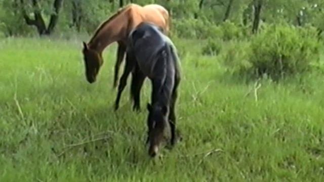 Horses grazing  Лошади пасутся