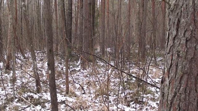 Охота с гончими 2020. Когда выпала долгожданная пороша. Заяц-тумак.