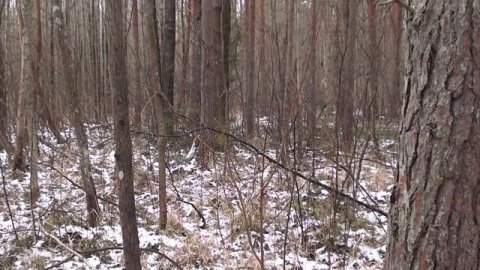 Охота с гончими 2020. Когда выпала долгожданная пороша. Заяц-тумак.