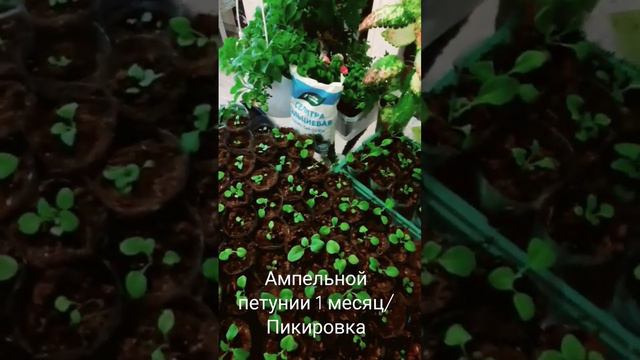Петуния/Пикировка /Чем подкормить?/Рассада петунии.#ампельнаяпетуния #рассада #петуния #сад