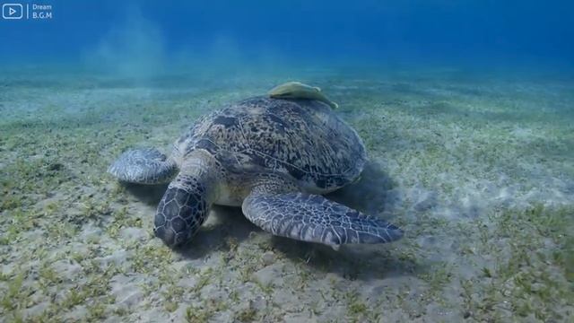 [NEW] 11HR Stunning 4K Underwater footage - Rare & Colorful Sea Life Video -  Relaxing Sleep Music