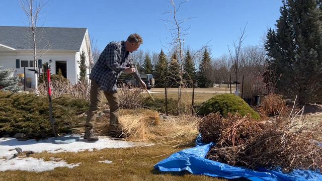 Cutting back Karl Foerster Grass one of the most popular ornamental grasses in our landscapes.