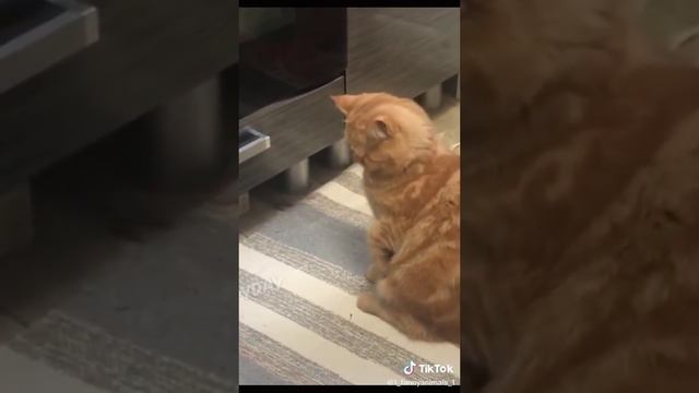 Приколы до слез. Домашние животные. смех до слез. 96 часть