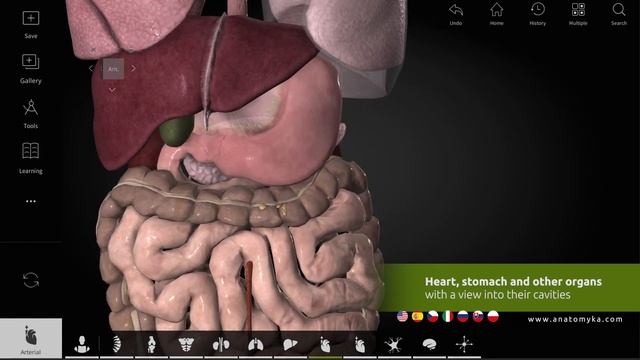 Anatomy Academic PRO 1.2 - available in 7 languages!