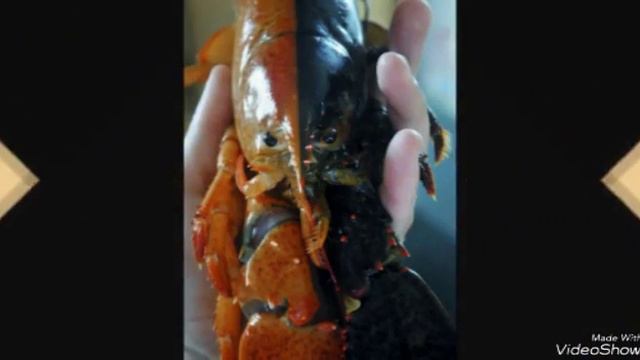 Загадочные Л О Б С Т Е Р Ы