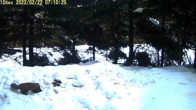 Куница лесная в Большом Бору кв 39