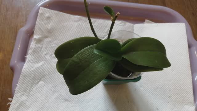 Продолжение истории миниатюрной орхидеи, сбросившей корни