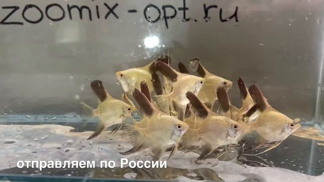 Скалярия Болгарская зелёная в Зоокомплексе Зоомикс г.Барнаул. Продажа оптом