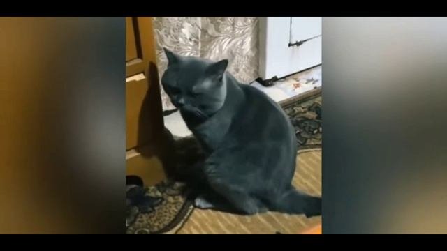 кошечки