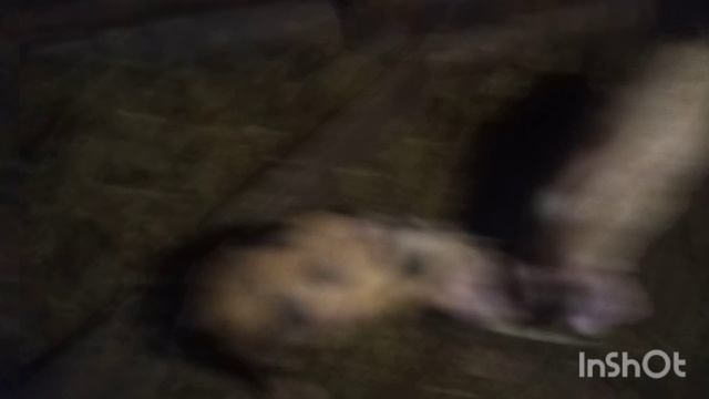 купил инкубацеоное яйцо 
жизнь в деревне