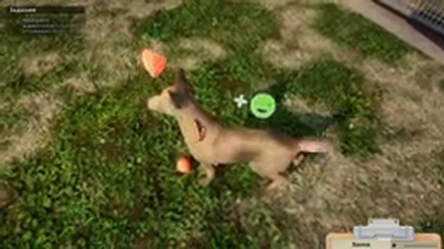 ► Первый взгляд на "Приют для Животных" | Animal Shelter