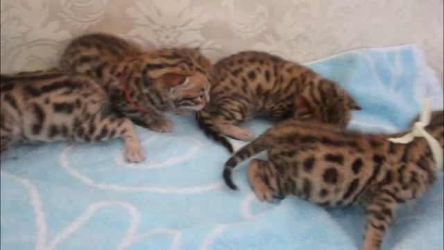Бенгальские котята 2013 -bengal kitten