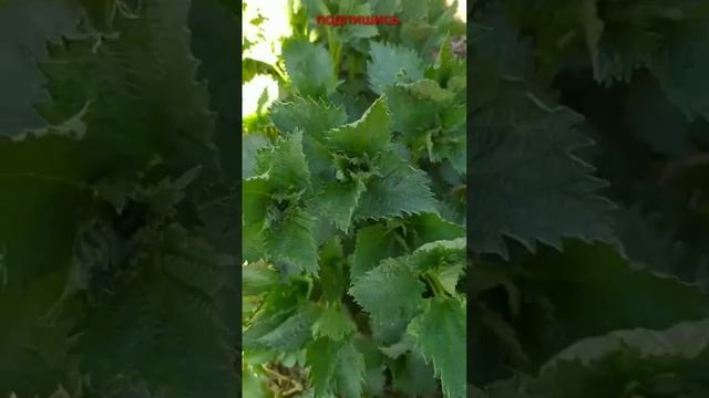 Как приготовить подкормку из крапивы,и кому она противопоказана??