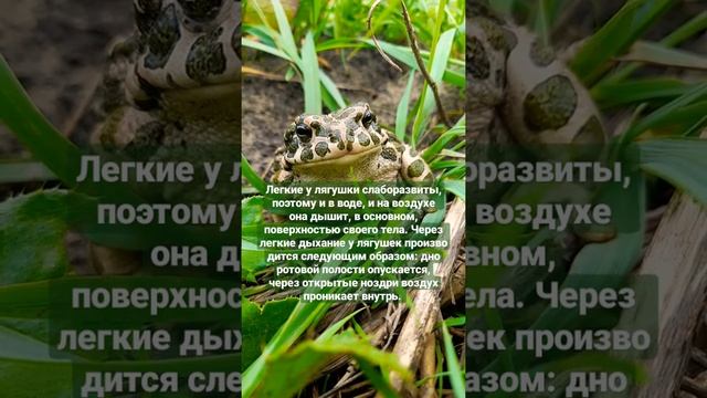 Как дышит лягушка ?