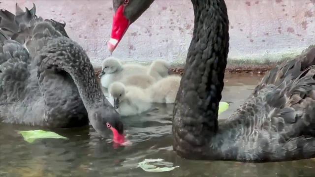 🦢У чёрных лебедей из Московского зоопарка появились на свет пять птенцов🦢