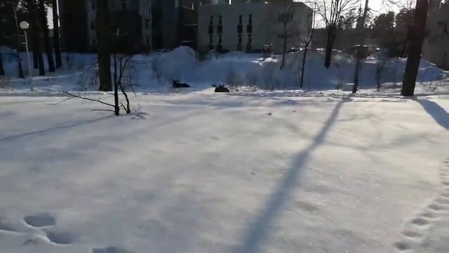 Лоси в городе - это обыденность.