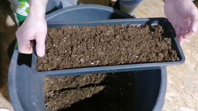 Размножаю ежевику стебливыми черенками