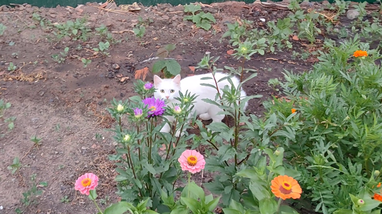 Кошки и цветы #кошки