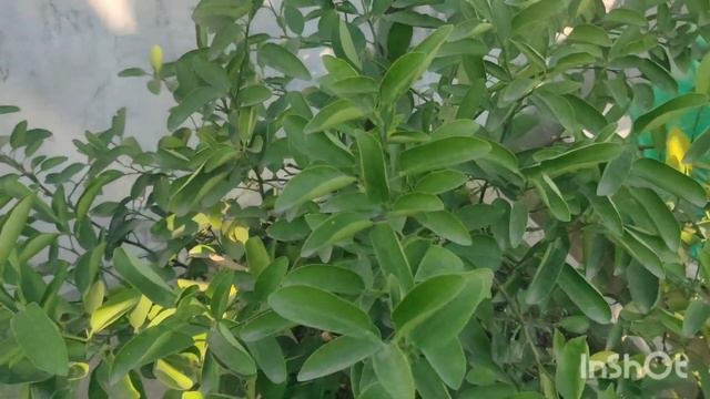 LEMON PLANT CARE IN WINTER SEASON