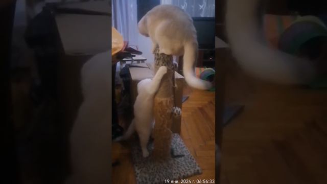 Котэ.mp4