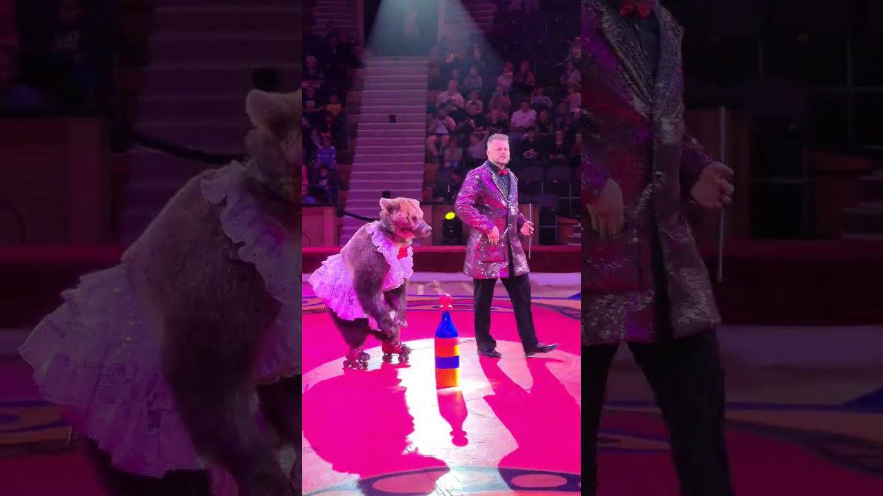 #цирк #медведи #коньки #circus #bears