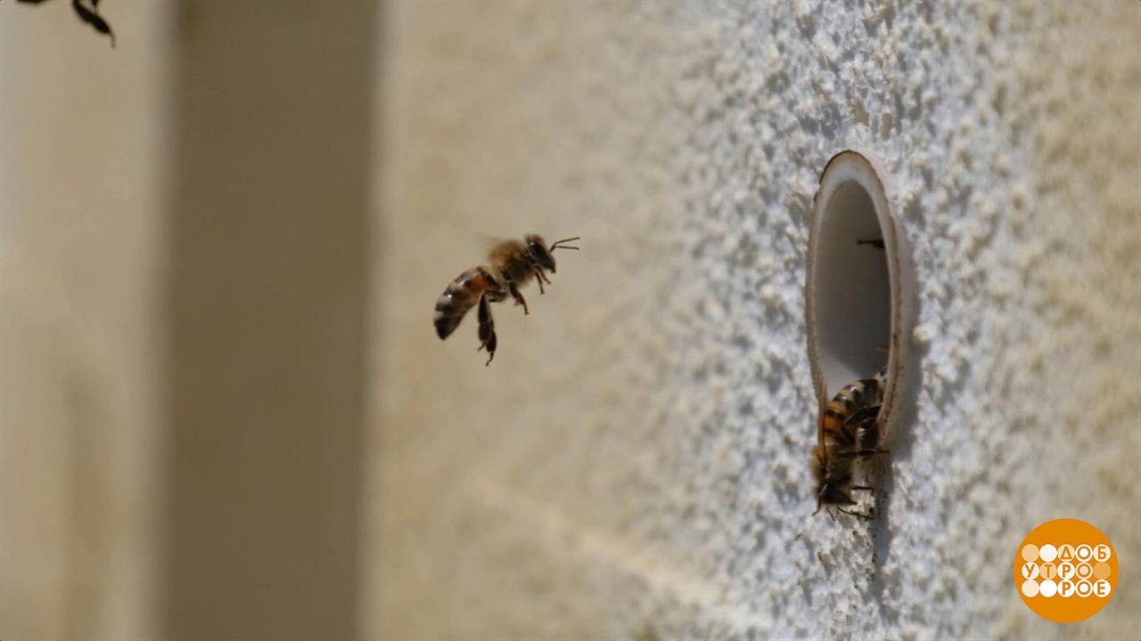 Правильные пчелы работают без выходных. Доброе утро. Фрагмент выпуска от 20.05.2024