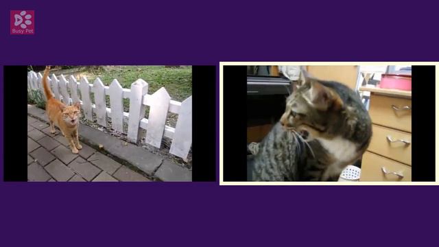Cats Meowing SKYRIM theme song (short excerpt) (Acapella)