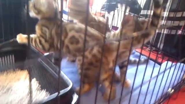 Бенгалы на выставке кошек(27сент., Красноярск)
