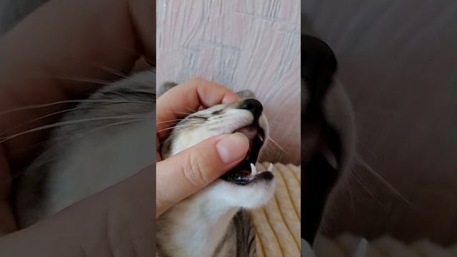 Почему у котенка плохо пахнет изо рта