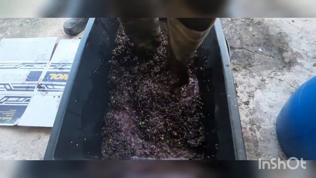 Самогон из винограда (ЧАЧА) без сахара и дрожжей. Делаем брагу.
