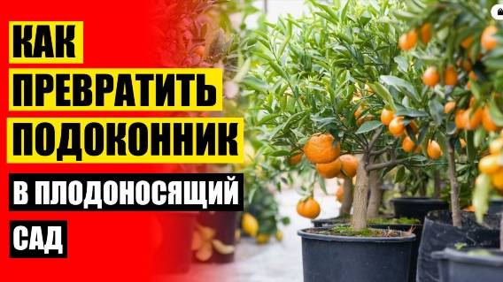 Карликовые деревья для дома рейтинг ❗ Фруктовые мини деревья для дома купить 💯