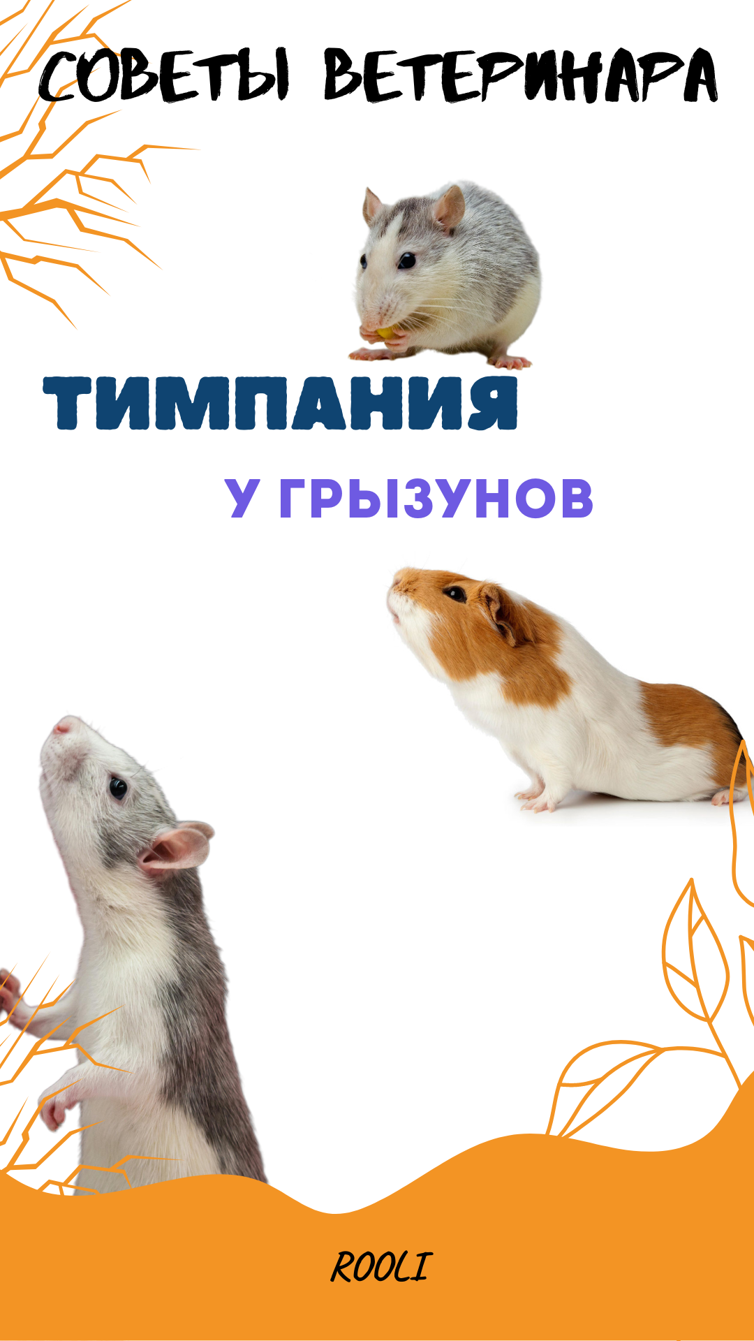 Тимпания у грызунов. Симптомы, причины, лечения тимпании у домашних животных.