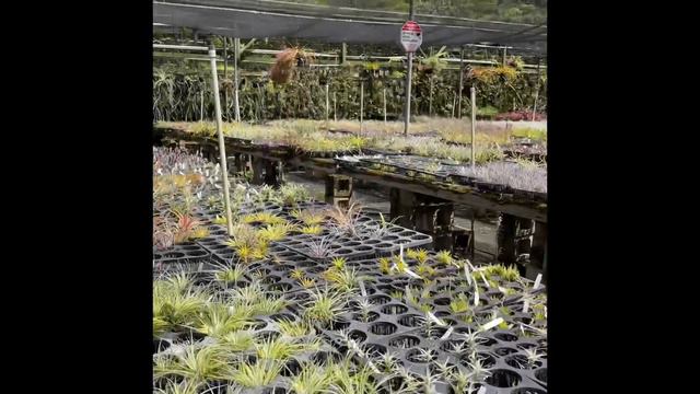 Orchid Nursery