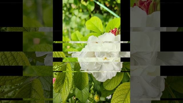 petal_20240702_093317.mp4