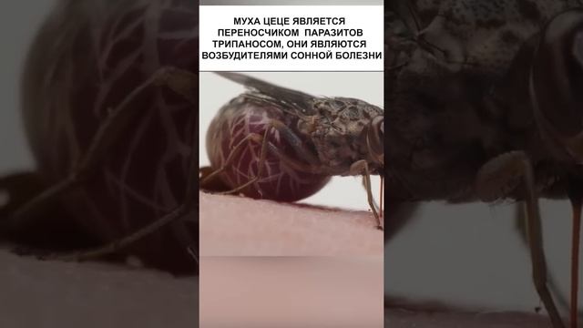 Муха кормит своих детей грудным молоком