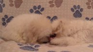 Funny dog Videos-Mirashow/Зубы у щенков/Веселые игры щенков.