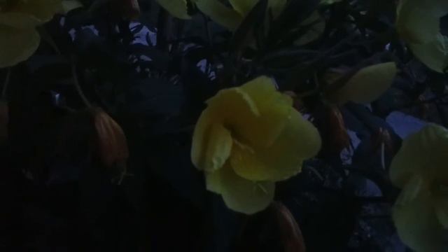 Night queen flower opening