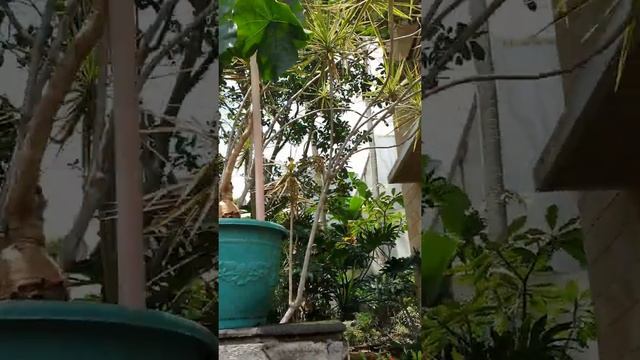adenium obesum jatropha podagrica  buddha belly  jarak bali ekor tupai aloe maculata