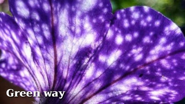 كيفية زراعة بيتونيا السماء الليلية ( بيتونيا المجرة)وطرق العناية Sky Night Petunia