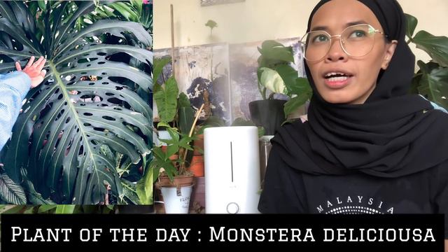 Monstera Deliciosa aka Swiss Cheese Plant | Most Easy Indoor Plants Malaysia | Tanaman Dalam Ruanga