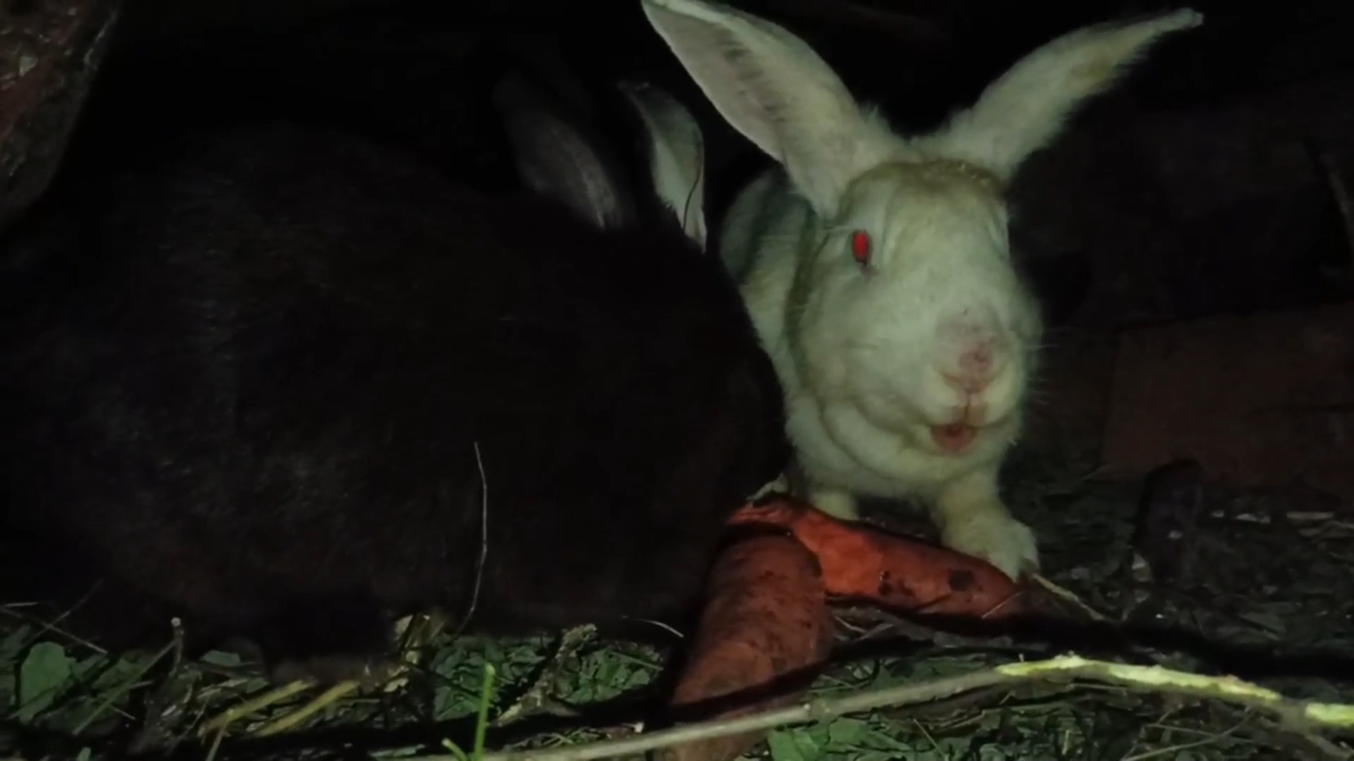 Вечерний ужин у кроликов (rabbits and carrots)