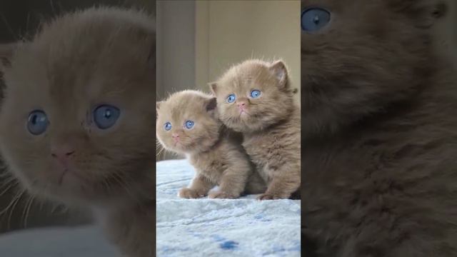 Cute Cats -2-