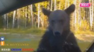медведи вышли на дорогу