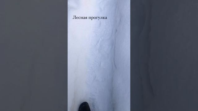 Лесная прогулка
