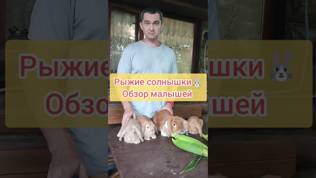 Обзор рыжиков вислоухих ❤️