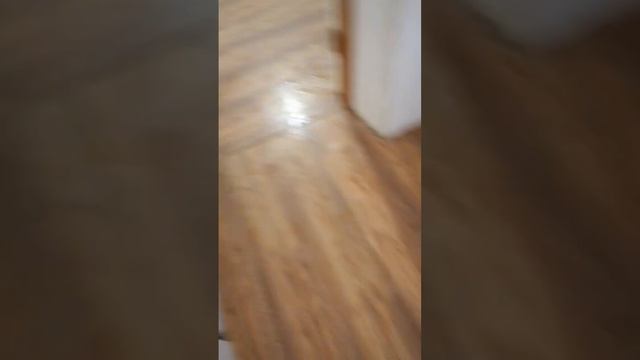 🦮🐕🦺Питомник собак. Щенки БШО. Все сбежали от них на кровать😆. #питомниксобак #щенки #сбежали